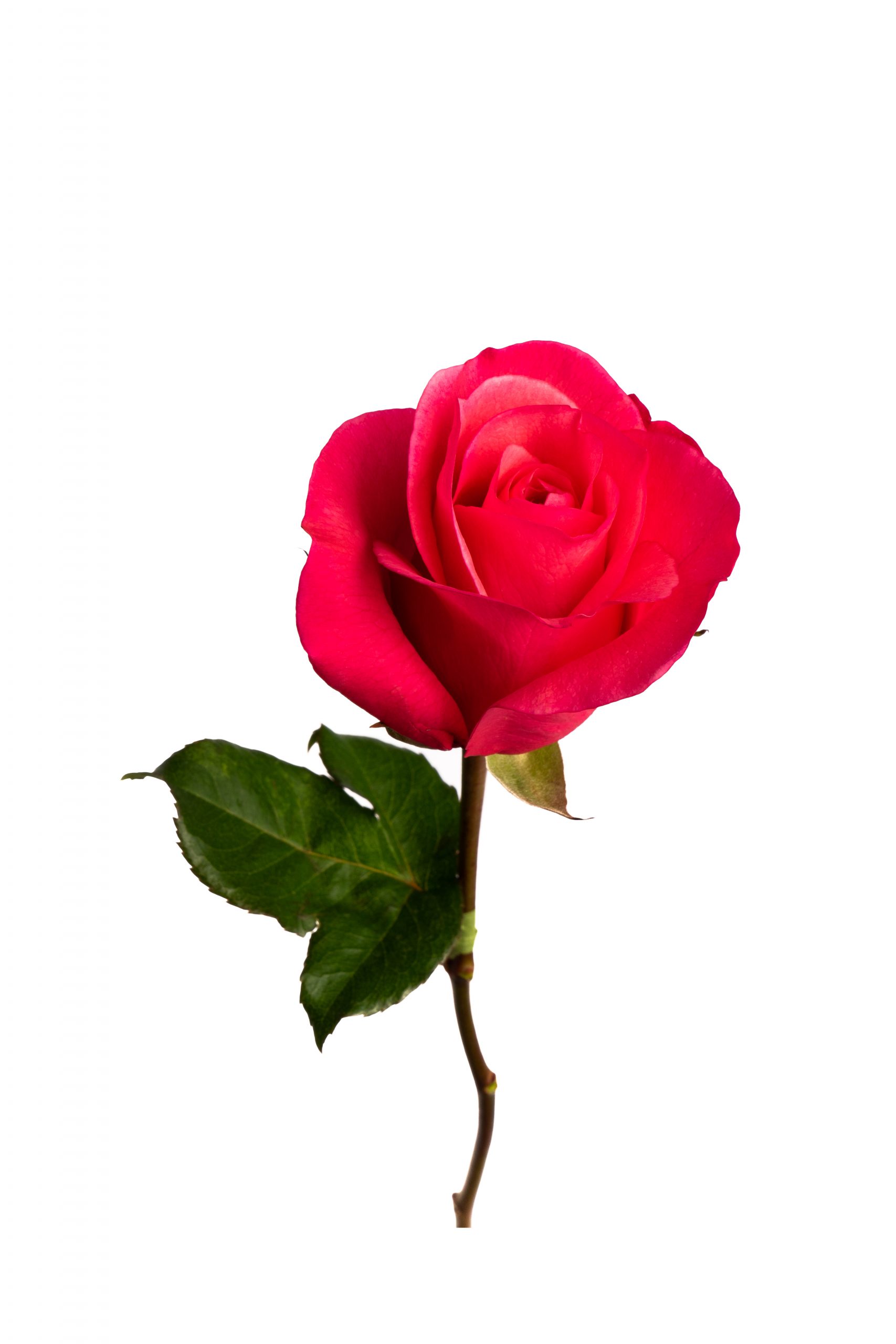 Rose Medium Pink Rock-n-Rose