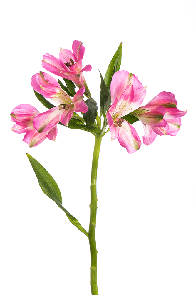 Alstroemeria Pink Roselyn