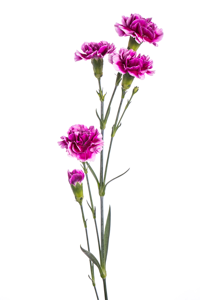Carnation Mini Bicolor Purple-White Tina