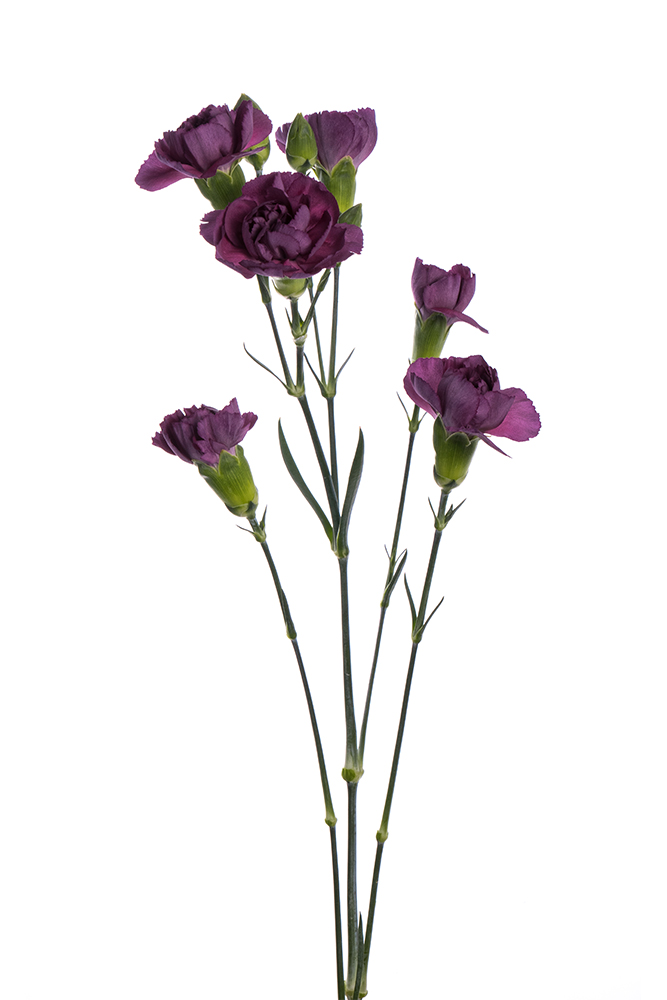 Carnation Mini Lavender Knight