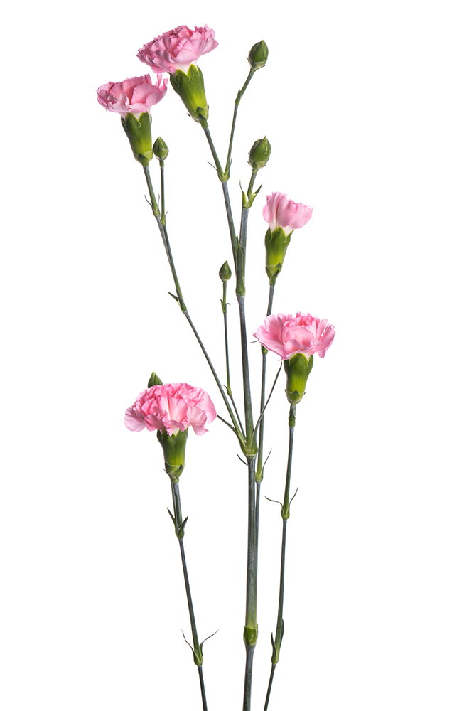 Carnation Mini Pink Roxanne
