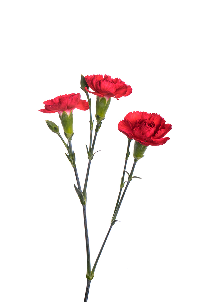Carnation Mini Red Piaff