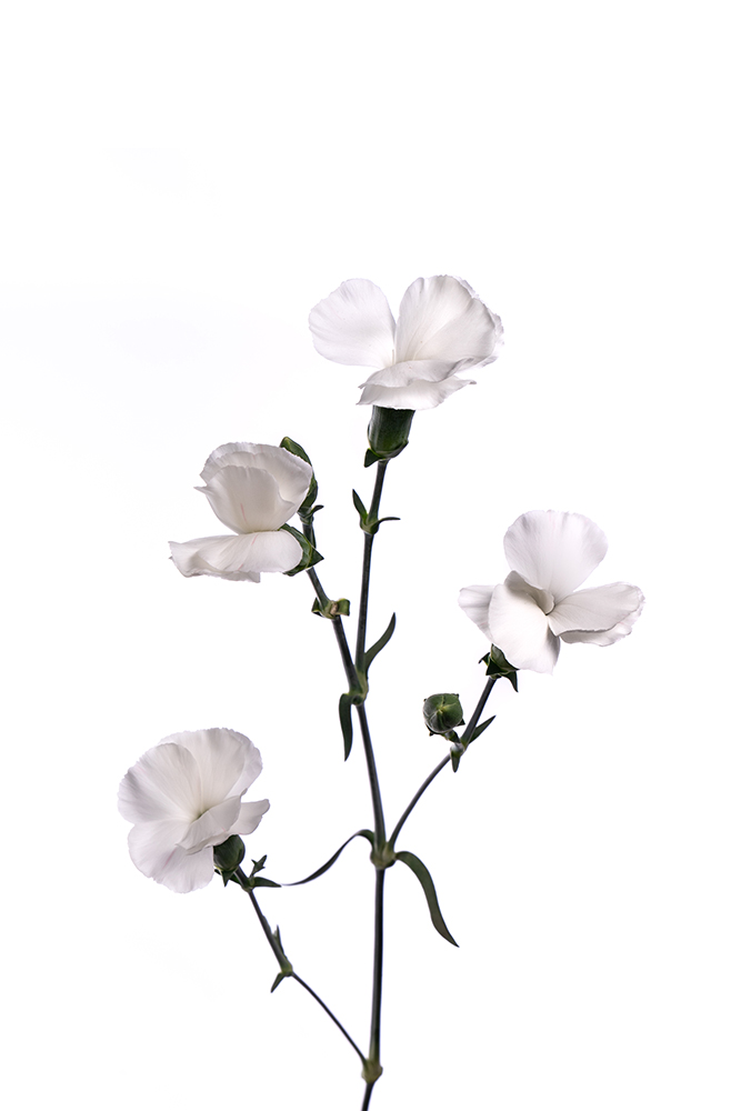 Carnation Mini White Solomio