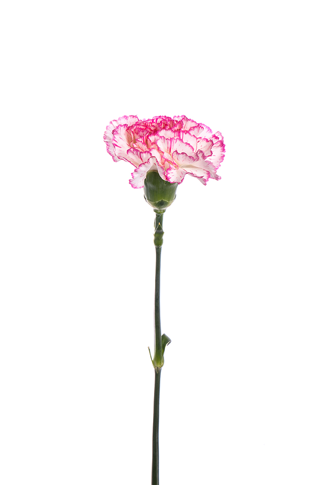 Carnation Bicolor White-Pink Melodia