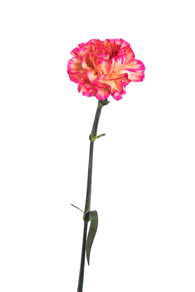 Carnation Bicolor Yellow-Hot Pink Spritzport