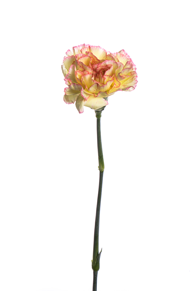 Carnation Bicolor Yellow-Pink Chester