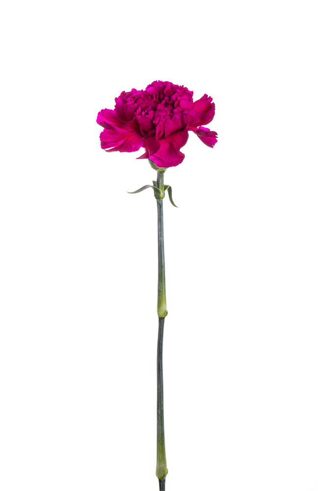 Carnation Fuschia Tiepolo Viola