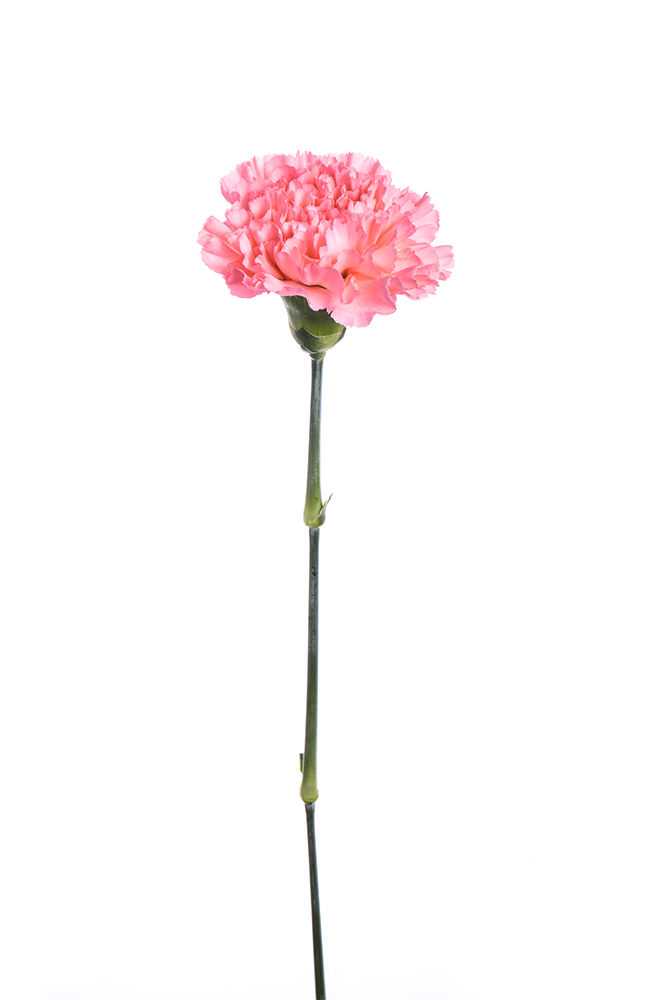 Carnation Pink Kaori