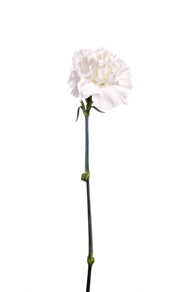 Carnation White Delphi
