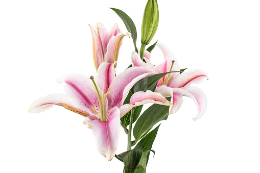 All You Need to Know About Lilies