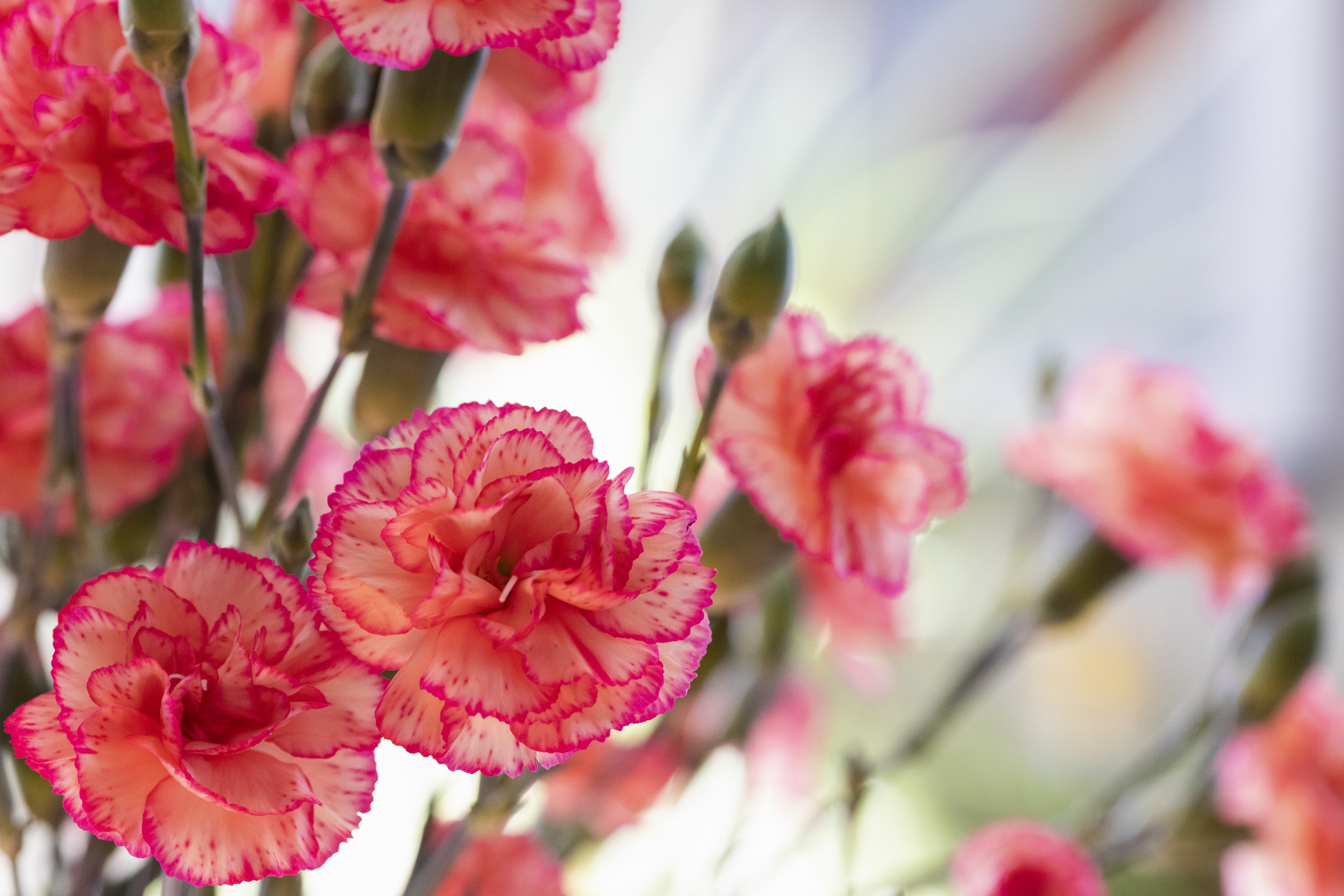 Carnations: A Mother’s Day Favorite