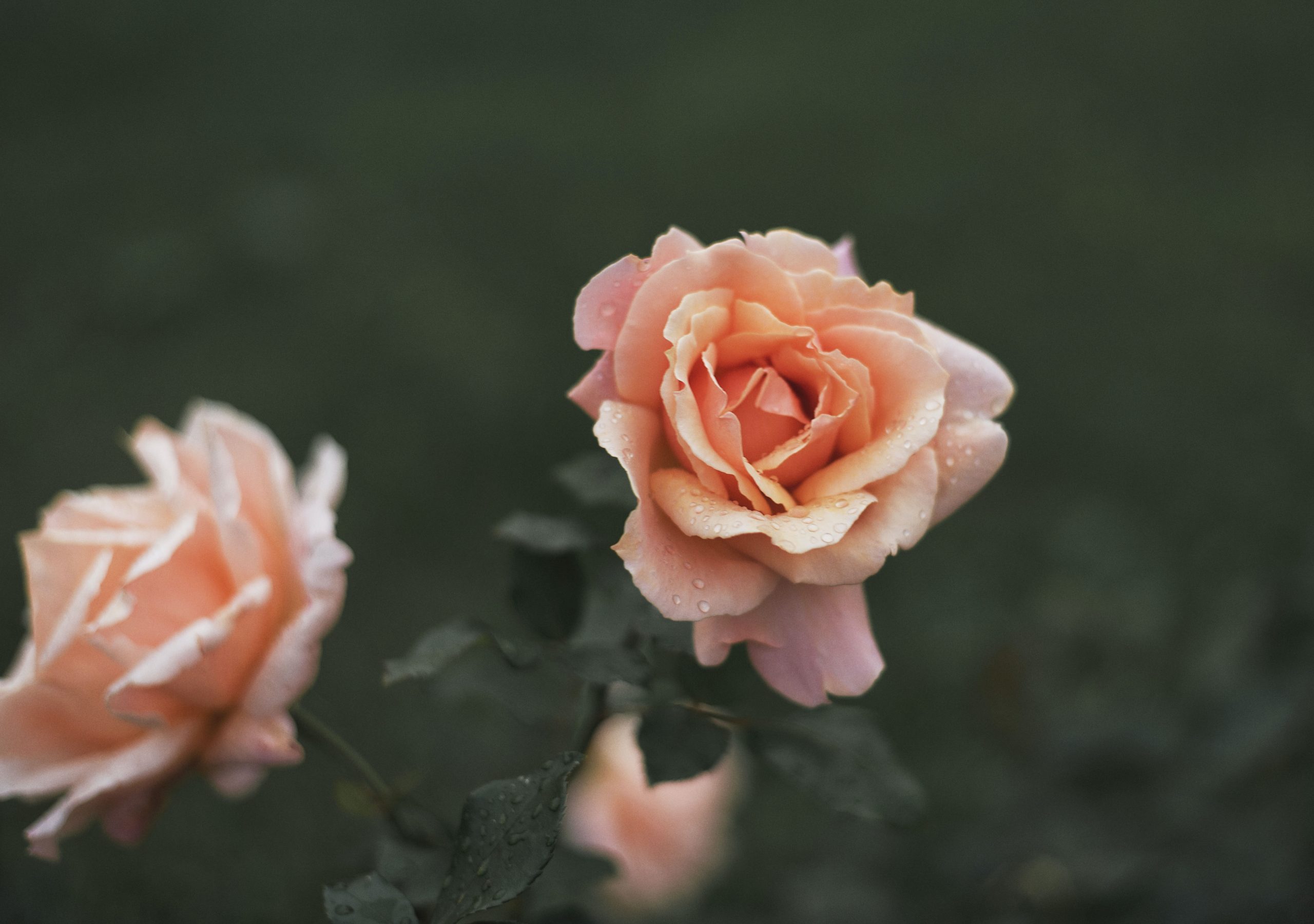 How Spray Roses Differ from Traditional Roses