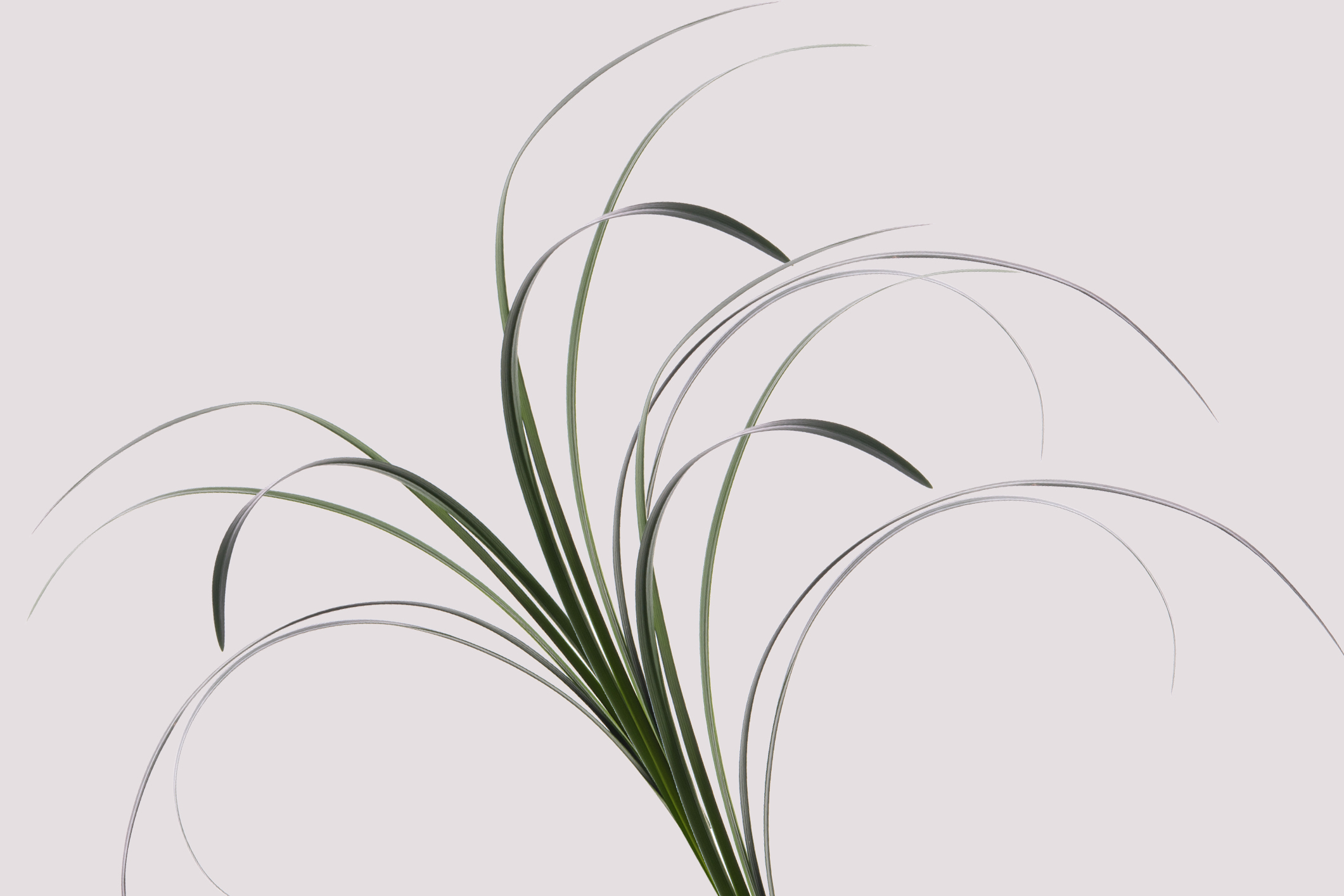 lily grass