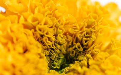 Marigolds: Rich Symbolism & More