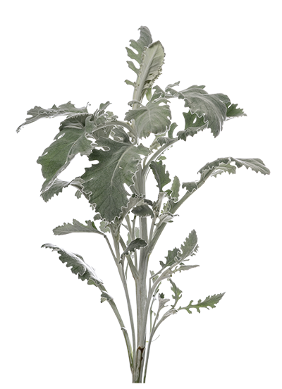 Kale Lavender Fuyubeny