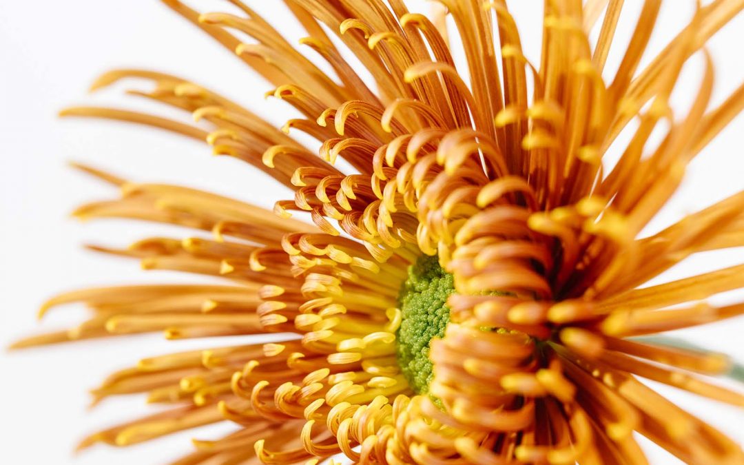 Chrysanthemum: Disbuds
