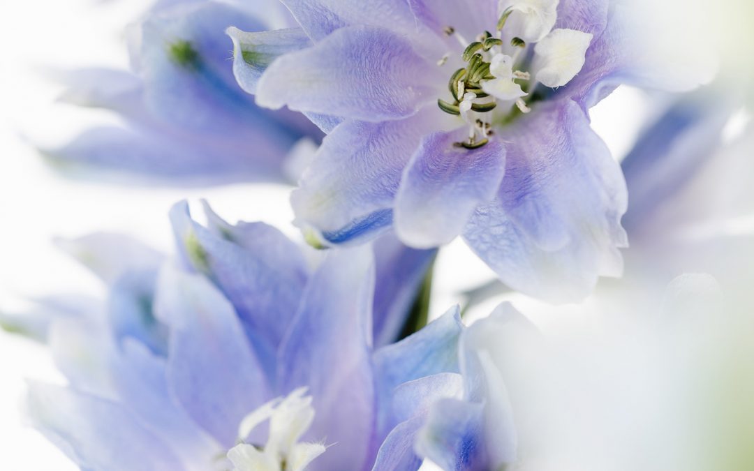 All About Delphinium